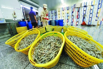 福清东威水产品食品公司今年销售额预计突破5亿元